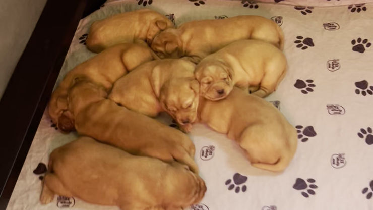 Good Morning- Fox Red Labs